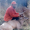 lots of large deer around