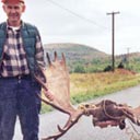 Photo of moose antlers