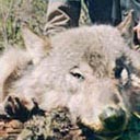 Nice sized grey wolf with hunter